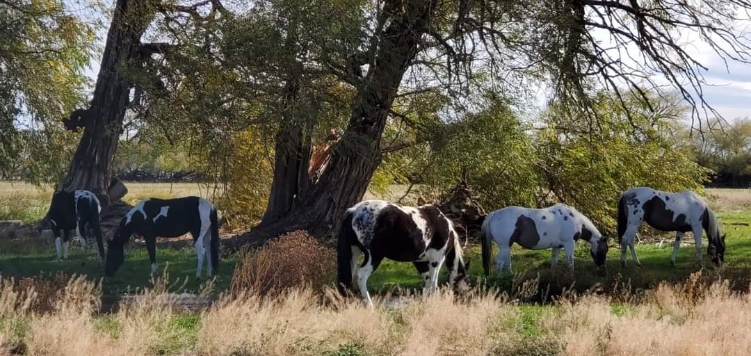 Creekside Quarter Horses and Paints